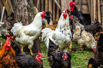 A colourful rooster with his chicken herd.Rooster and Chickens.Free range chicken on a traditional...
