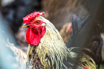 A colourful rooster with his chicken herd.Rooster and Chickens.Free range chicken on a traditional...