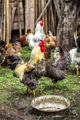 A colourful rooster with his chicken herd.Rooster and Chickens.Free range chicken on a traditional poultry farm.Breeding and keeping chickens in the countryside in the open air.