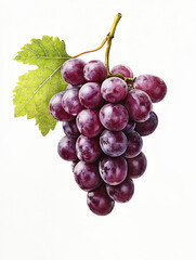 Fototapeta premium grape