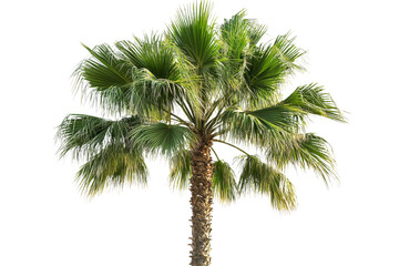 Palm tree with green leaves, botanical trunk detail, cut out transparent