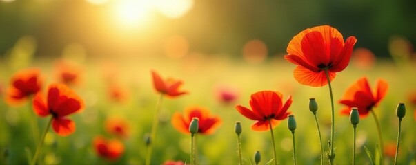 Fototapeta premium Vibrant red poppies bloom in a sun-drenched summer meadow , wildflower, nature photography