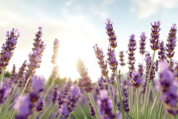 Naklejka premium Lavender blooms sway gently under soft sunlight, creating serene
