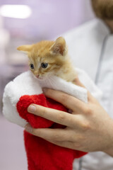 A small kitten sits in a red and white New Year's hat, carefully adhered to the veterinarian. The...