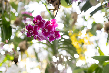 Close-up of vibrant pink orchids suspended at Teamlab exhibition, Tokyo, Japan