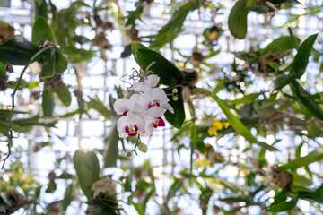 Suspended white orchids in mirrored digital installation at Teamlab, Tokyo, Japan