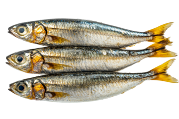 Stack of three Baltic herring, sprattus balticus, fishes, cut out transparent
