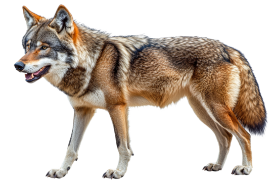Gray wolf standing tall with intent gaze, cut out transparent