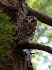 Northern Saw-whet owl Aegolius acadicus perched on a branch doing its best to stay hidden till dark