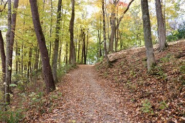 The empty hiking trail in the autumn forest.