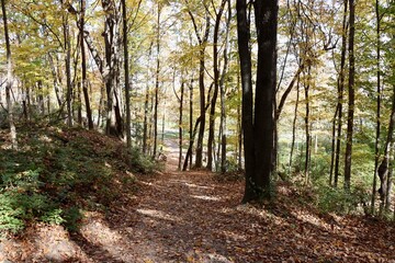 Fototapeta premium The empty hiking trail in the autumn forest.
