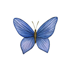 Delicate blue butterfly. Watercolor hand painted illustration. Isolated element on a white background. For wedding and birthday design, invitational and greeting cards.