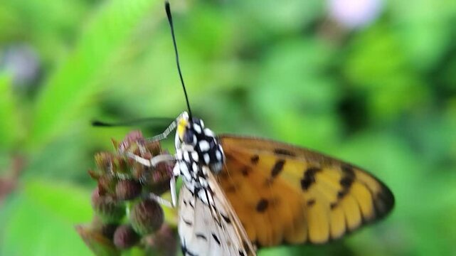 Tawny Coster Butterfly: On a Plant, Midday, It Stays Still on a Flower, Wind Blurs Plant, Close Up