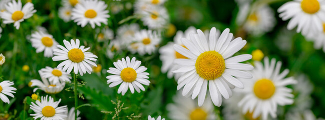 Fototapeta premium Daisies among the green grass in the meadow.