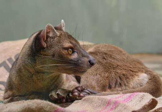 resting fossa