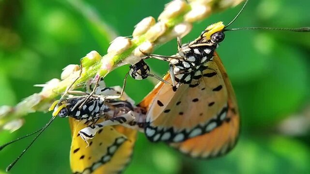 Tawny Coster Butterflies: On a Plant, Midday, They Meet on a Stem, Not Feeding, Interacting