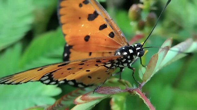Tawny Coster Butterfly: On a Plant, Midday, It Flaps Wings on a Leaf, Not Feeding, Staying Still