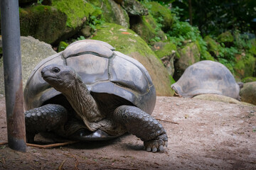 Aldabra giant tortoises at Victoria Botanical Gardens, Seychelles