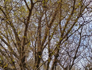 Brotes verdes frescos en ramas de árbol en primavera