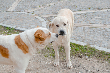 Female mastiff wrinkles her snout and growls at her puppy to indoctrinate him.