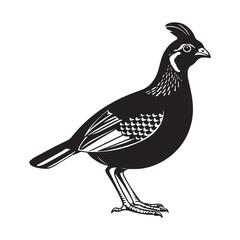 Vector illustration of a majestic wild bird, a pheasant with a beautiful brown and black feather silhouette