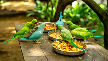 Colorful parrots gather around food in a lush garden