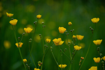 Yellow Buttercup flowers, beautifully highlighted with shining dewdrops, against a soft greenery backdrop, capturing the serene beauty of nature's floral details.