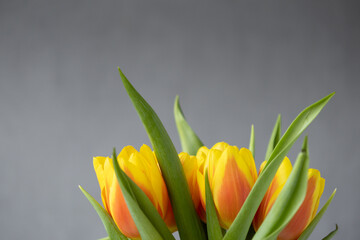 Naklejka premium close up of flowers, yellow tulips on gray background. florist, flower shop. bouquet of flowers.