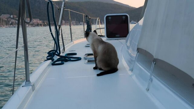 young siamese cat sitting on white deck of multihull sailing boat, ropes, open hatch, seascape, outdoor activities, travelling with pet lifestyle