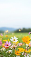 Colorful Blooming Flowers in a Nature Landscape during Spring Season