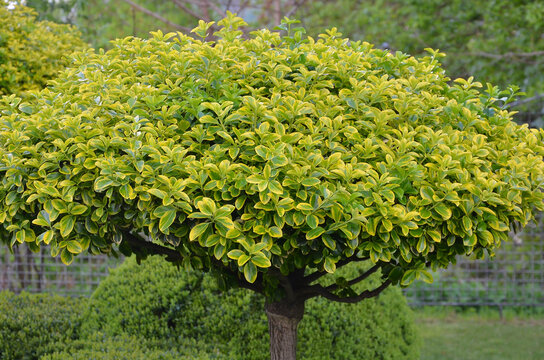 Euonymus Aureomarginatus ( Japanese spindle ). Decorative  topiary tree with lime-yelow variegated leaves.Landscaping concept.Free copy space