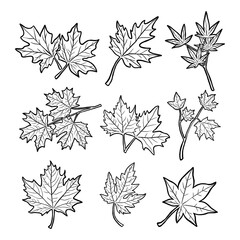 Beautiful Maple Leaves Collection. Vector Illustration about Nature.