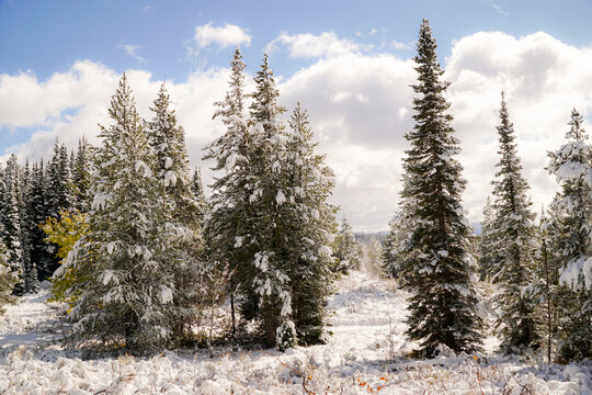 snow covered trees