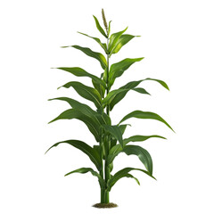 Lush green sorghum plant thriving vibrant life force nature's bounty