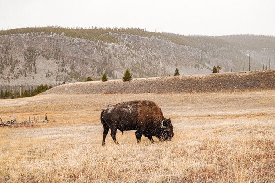 bison in yellowstone national park