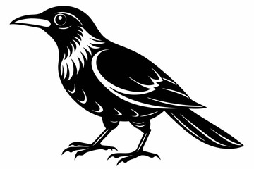 bowerbird on white background