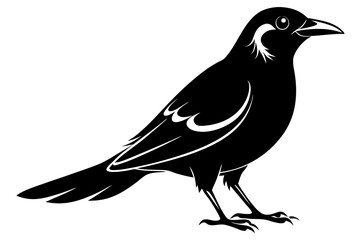 bowerbird line art silhouette vector illustration