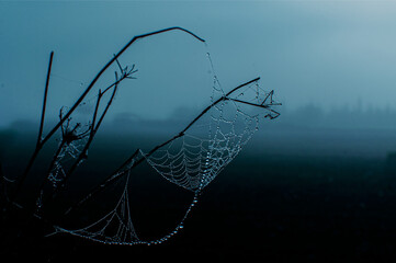 spider web in the morning