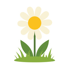 Minimalist daisy flower illustration on white background, nature design