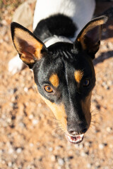 Portrait of a bodeguero breed dog with brown eyes and open mouth. The dog is happy sticking out his tongue	
