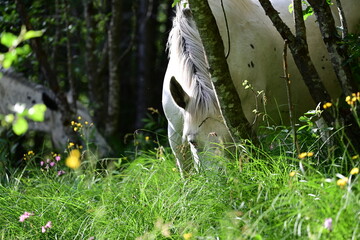 Waldpferde. Pferdeherde grast auf einer sumpfigen Waldwiese in den Bergen