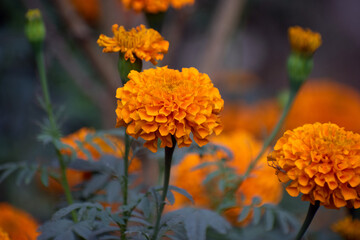 A Marigold flower, showcasing its vibrant color and delicate petals.