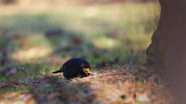 Common blackbird, turdus merula bird walking on ground hunting, eating earthworms. Wildlife, park life
