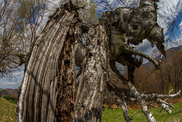 wooden structures