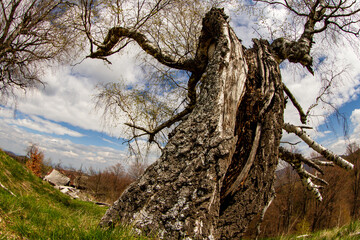 Old tree in the mountains of Romania