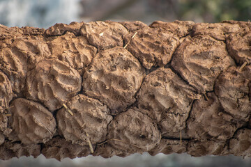 Textured tree bark highlighting organic patterns, showcasing the beauty of nature's details.