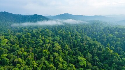 Obraz premium Lush Green Rainforest Landscape Under Clear Sky and Soft Mist