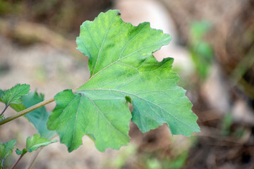 Rough cocklebur leaves, showcasing their unique texture and vibrant green color.