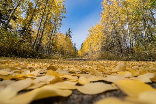 idyllic autumn landscape featuring golden leaves carpeting tranquil forest pathway under canopy of vibrant foliage - Powered by Adobe