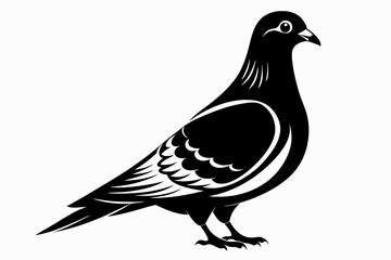 rock pigeon line art silhouette vector illustration